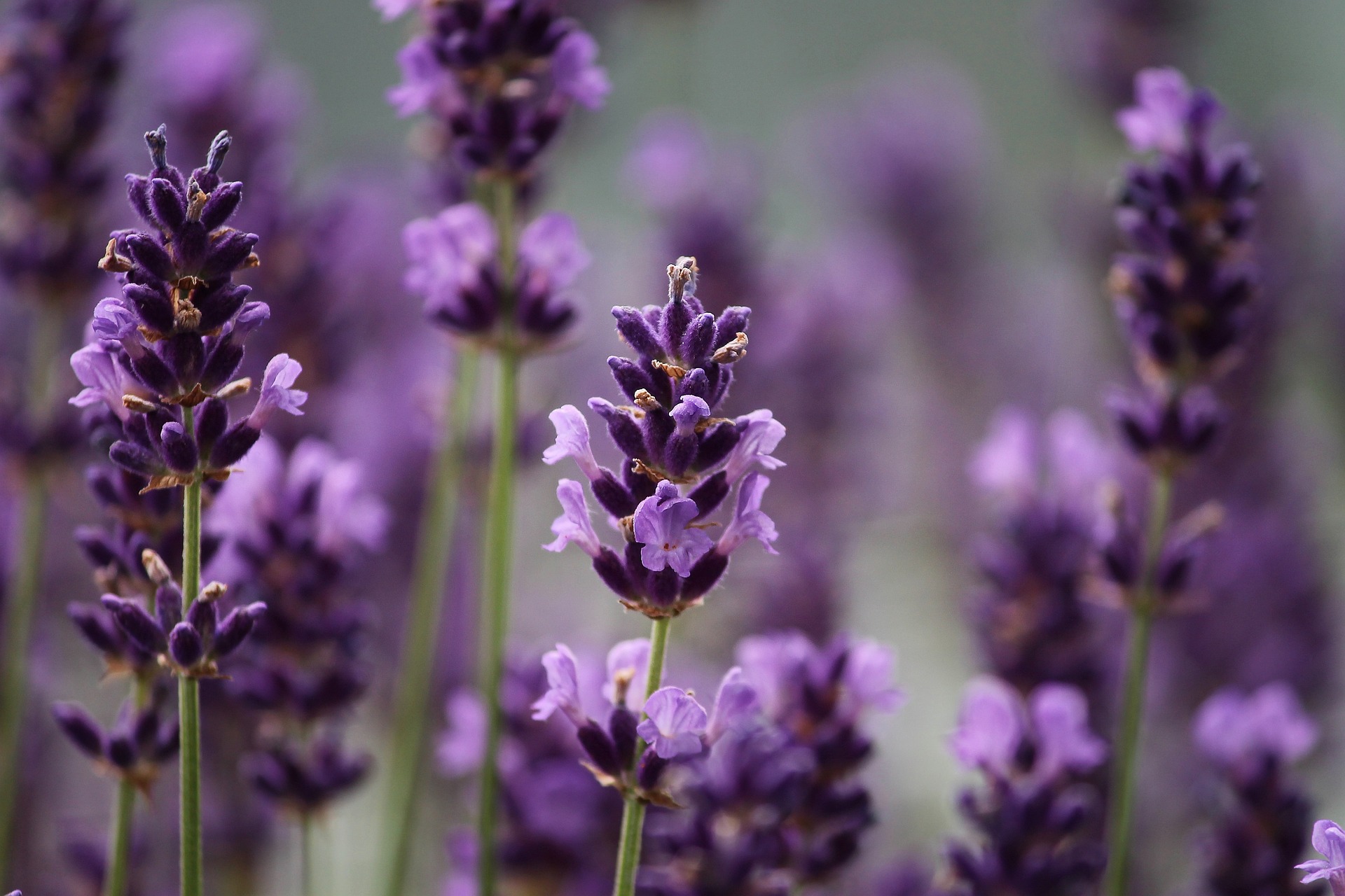 Lavender