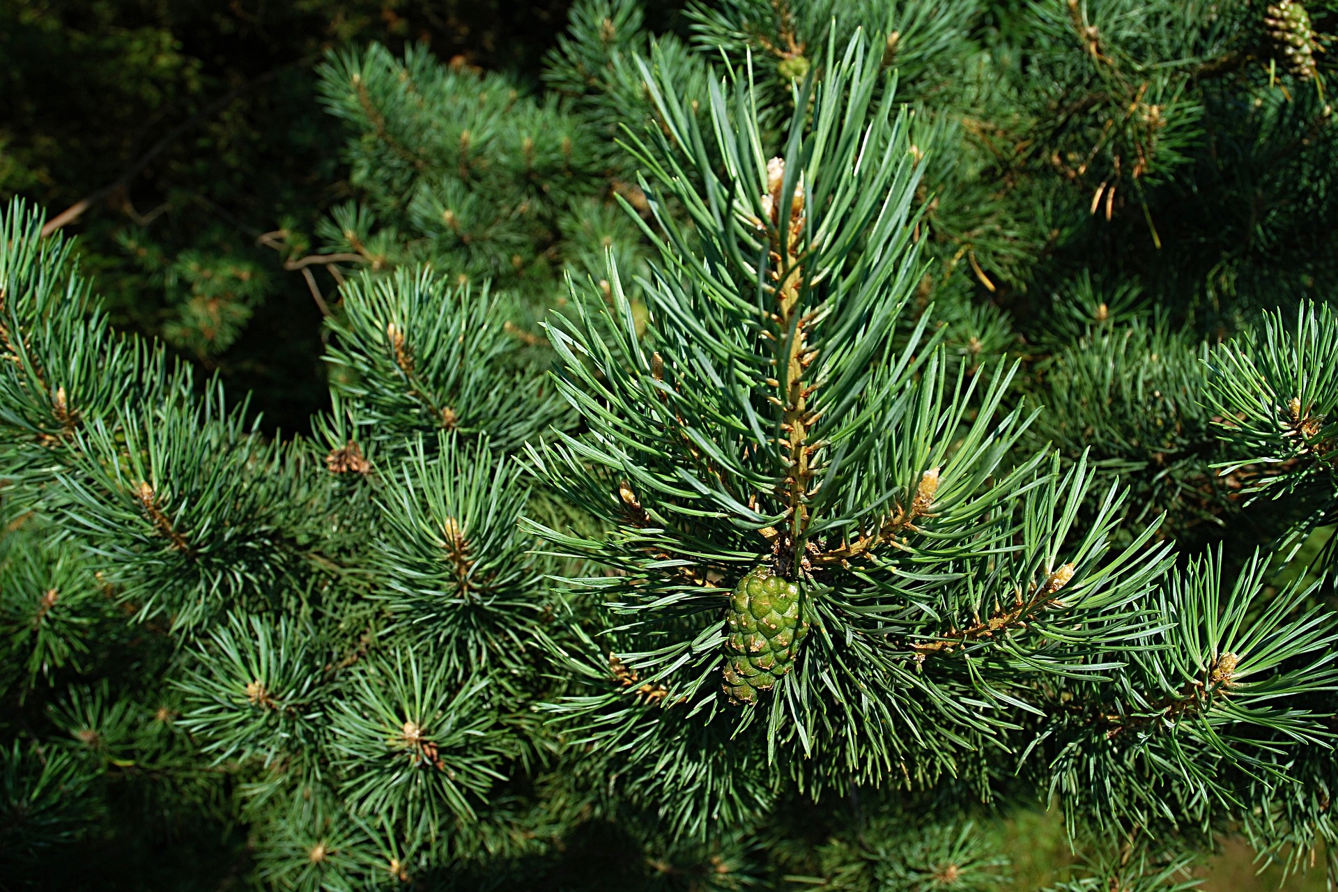 Pine
